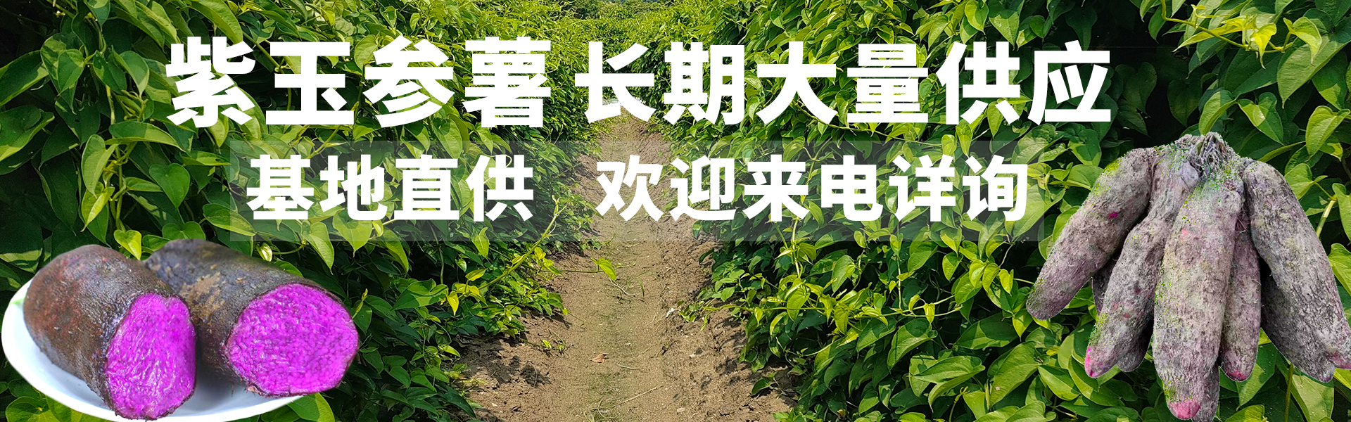 紫玉參薯基地直供，貨源穩(wěn)定